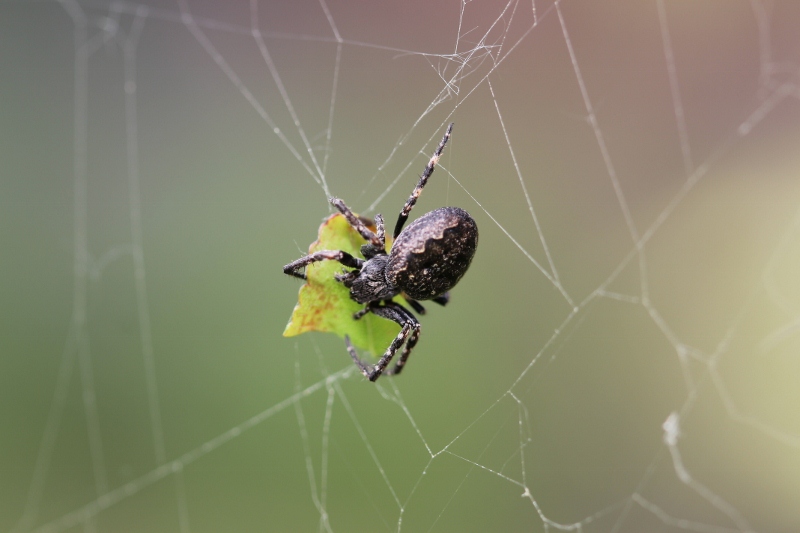 Aranaeidae da identificare